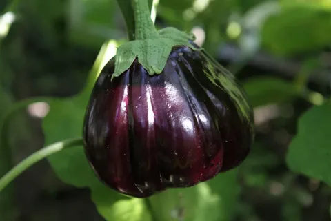 فروش استثنایی + قیمت مناسب بادمجان دلمه ای سالم